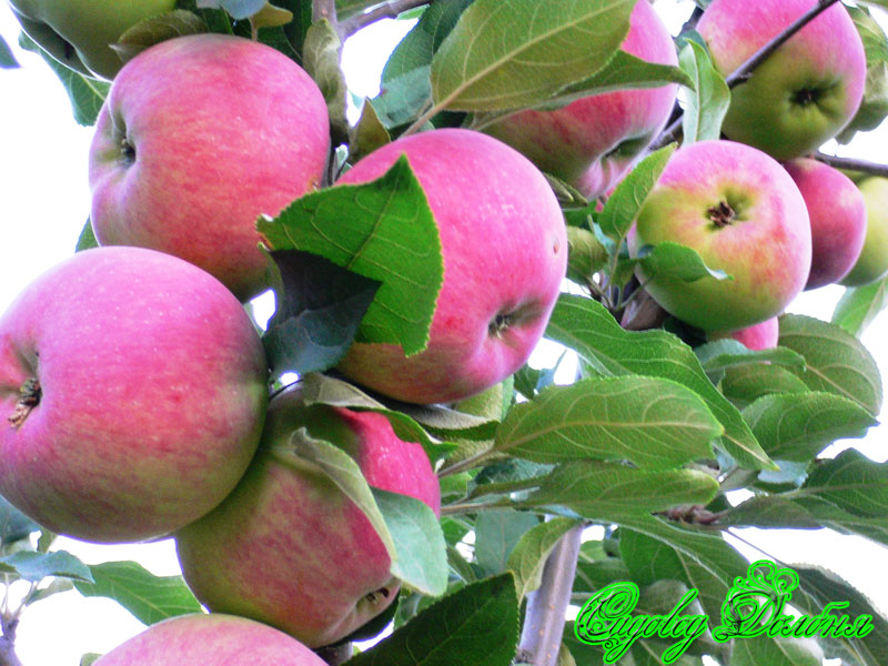 Летние сорта яблонь для подмосковья с фото и описанием