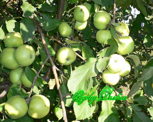 Братчуд - зимостойкая и урожайная яблоня