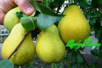 Плоды груши Чижовская - по размеру и вкусу не уступают южным сортам