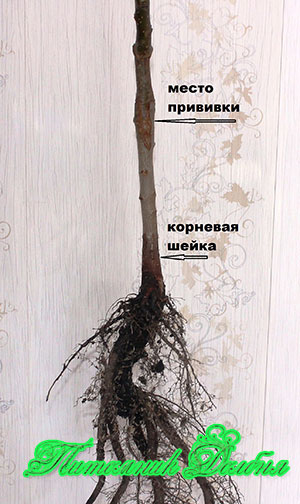 Сильнорослая груша, привитая на сеянец уссируйской грушы.
